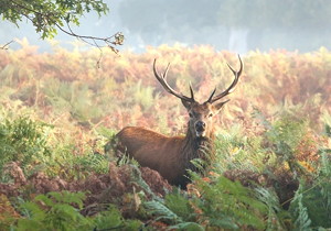 PA20° Standard Gear Milling Cutter with Module m7